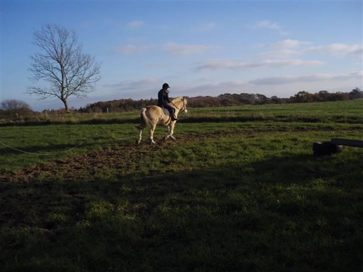 Fjordhest Duks (redet) - førstegang jeg rider på ham ;D billede 17