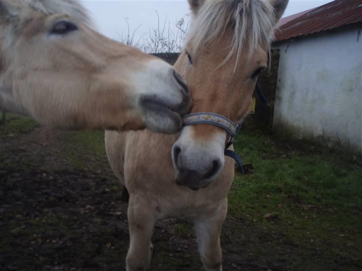 Fjordhest Duks (redet) - arrh SIMBA lad væær, nå farvel her fra skal lege med simba ;D / Duks. Smid lige en kommentar og en bedømmelse billede 18