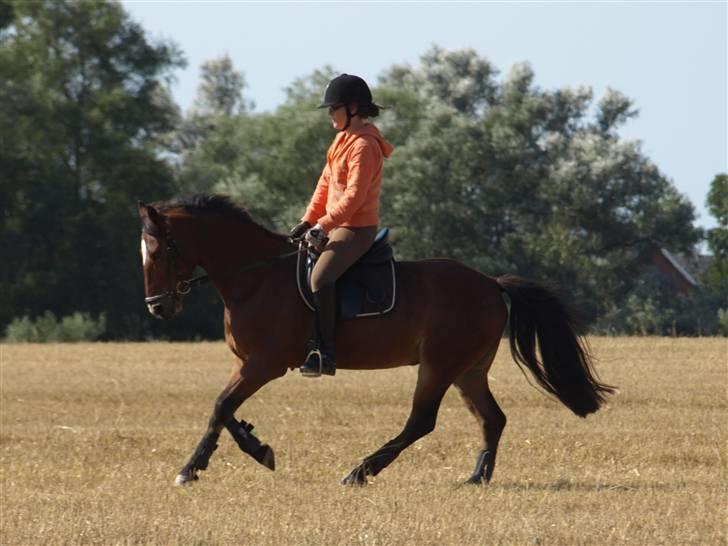 Anden særlig race | Cantos Caballero - 2 #Ridning på marken - Galop Efteråret 09 Foto: Josefine Madsen billede 3