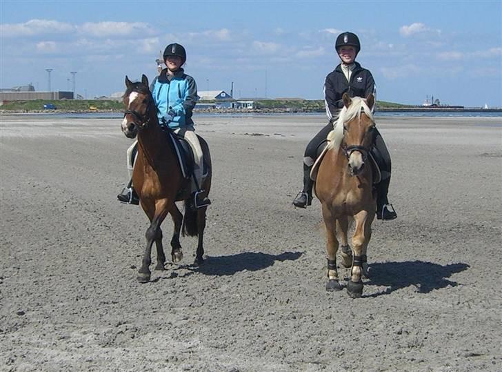 Anden særlig race | Cantos Caballero - 3# fra. v: Mig & Cantos  og Emilie & Aphodite (Er også her inde)  -Stranden 22 Maj 08! RIGTIG fed oplevelse, og ponyerne var ville med det :D Foto: Far Redigeret: Mig billede 4