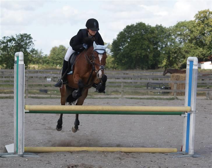 Anden særlig race | Cantos Caballero - 4# ØSR d.22 August- Opvarmning til LD. Ligger smukt over oxe på 95cm 8D Foto: Emilie/Bumzen billede 5