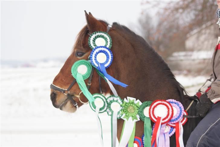 Anden særlig race | Cantos Caballero - 6# Høsten fra min og Tuus stævne tid apr. 08 - Jan 10! Mangler 2! :D Jan. 10- Foto: Emilie(Bumzen) billede 7