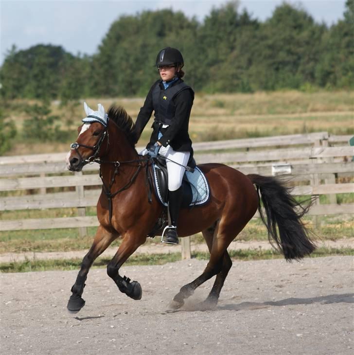 Anden særlig race | Cantos Caballero - 7# Opvarmning til ØSR stævne LD eller LC, Totalt tændt til springing xD Foto: Emilie/Bumzen billede 8