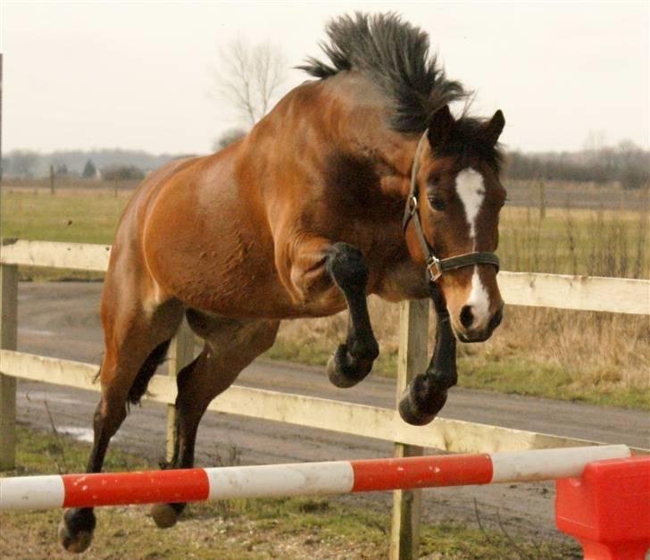 Anden særlig race | Cantos Caballero - 10# Løsspringning d.14 mart.Prøv at se hvordan han bruger ryggen, og hvordan han bare stråler: "Jeg elsker det her" (LL) Foto: Emilie/Bumzen - TAK! billede 11
