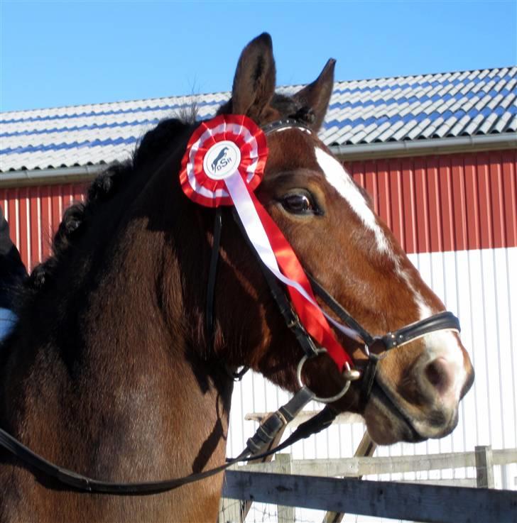 Anden særlig race | Cantos Caballero - 13# Vinderpony!<3 - Stævner ØSR 06 marts 2010, 1 plads i vores første LB2! :´) - Foto: Sofie Øzbelli billede 13