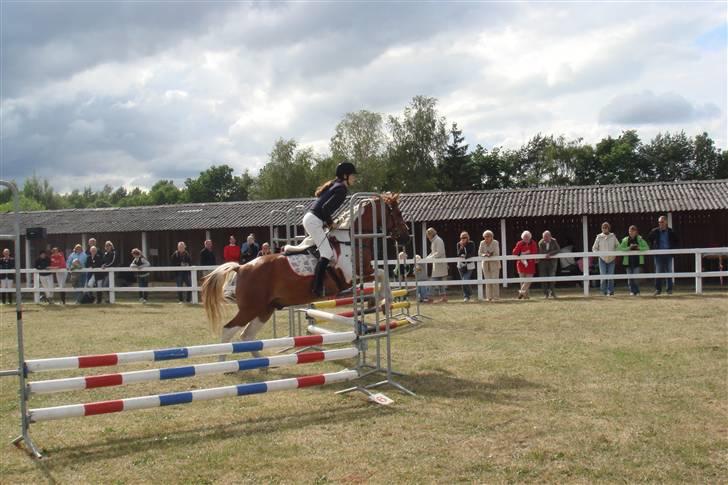 Pinto Valentin - LD på Valentin odense dyrskue 2008 billede 5