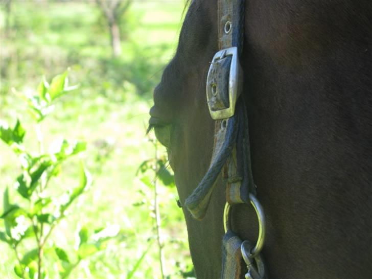 Fuldblod (XX) Gucci Girl (Den) billede 8