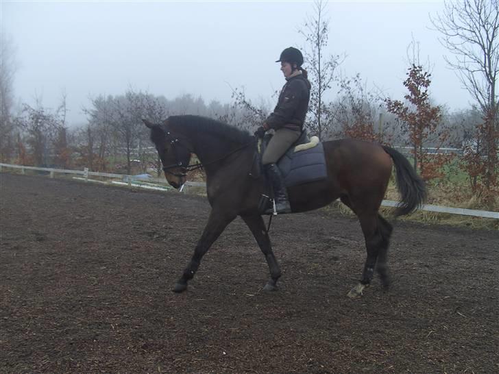 Dansk Varmblod Berlou (Aflivet) - Endelig billeder er tøsen i ridning. 3 gang på ryggen af hende i år.. billede 14