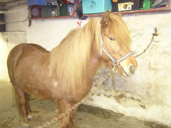 Islænder freyja frá Akureyri - taget på staldgangen billede 5