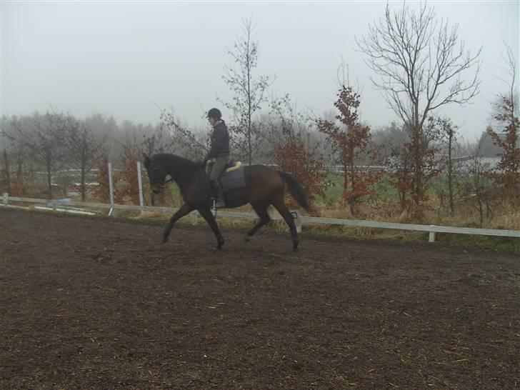 Dansk Varmblod Berlou (Aflivet) - Endelig billeder er tøsen i ridning. 3 gang på ryggen af hende i år.. billede 15