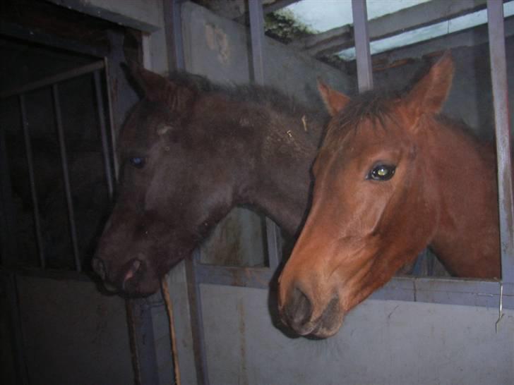 Anden særlig race Miamaj<3  billede 4