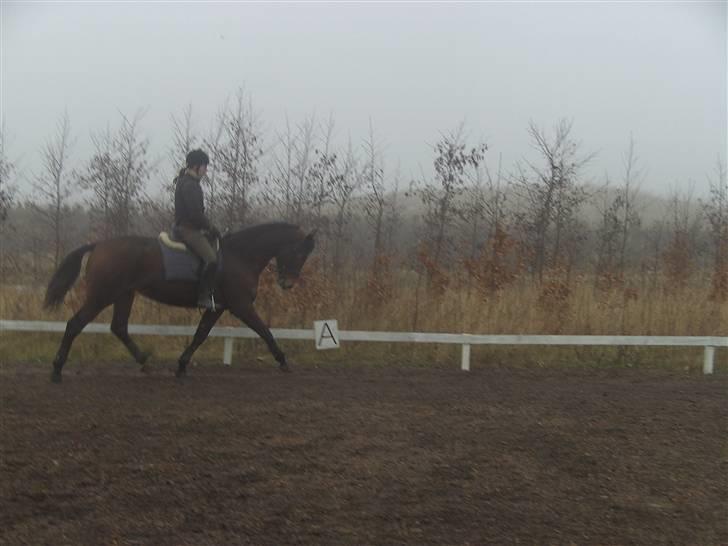 Dansk Varmblod Berlou (Aflivet) - Endelig billeder er tøsen i ridning. 3 gang på ryggen af hende i år.. billede 16