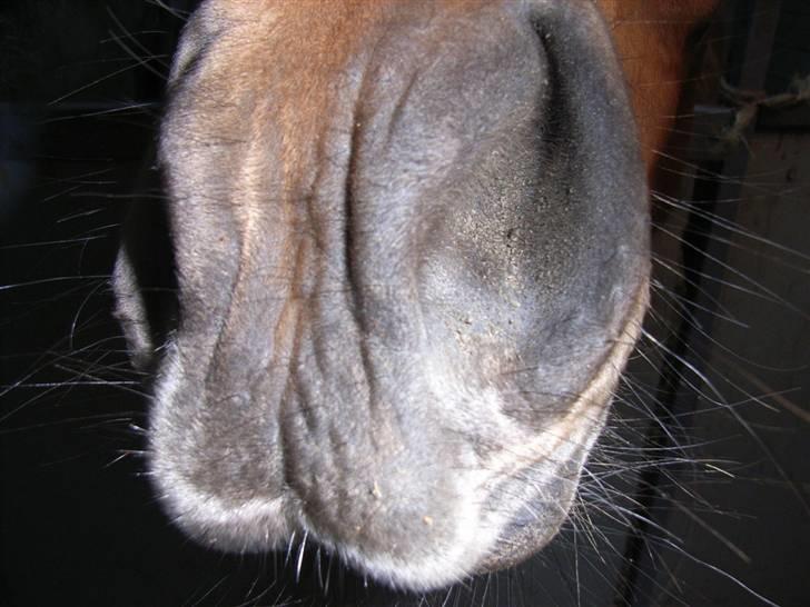 Anden særlig race Miamaj<3  billede 5