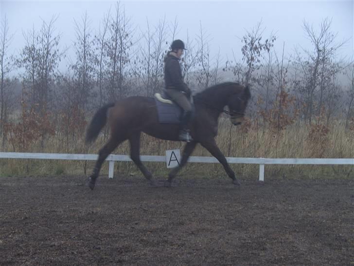 Dansk Varmblod Berlou (Aflivet) - Endelig billeder er tøsen i ridning. 3 gang på ryggen af hende i år.. billede 17