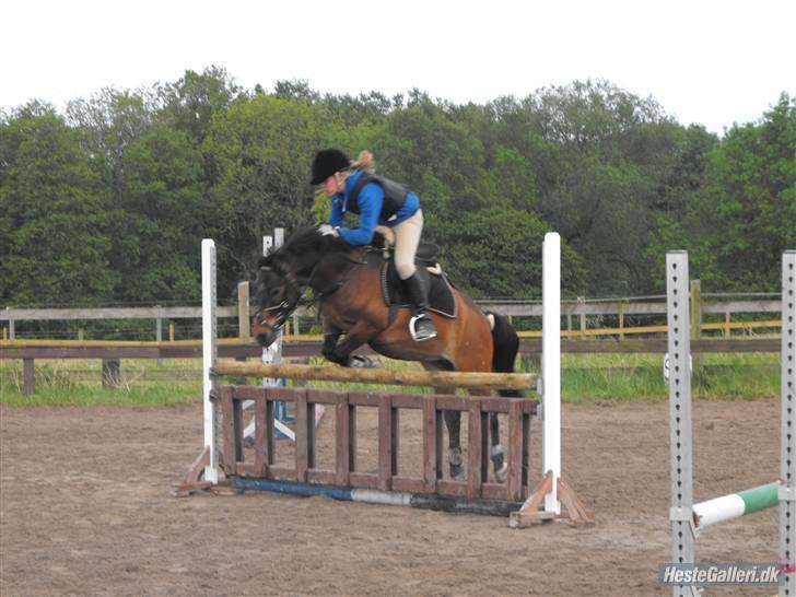 Anden særlig race Buster Larsen *Solgt* - Spring træning 90cm den pony kan sku´ noget billede 1