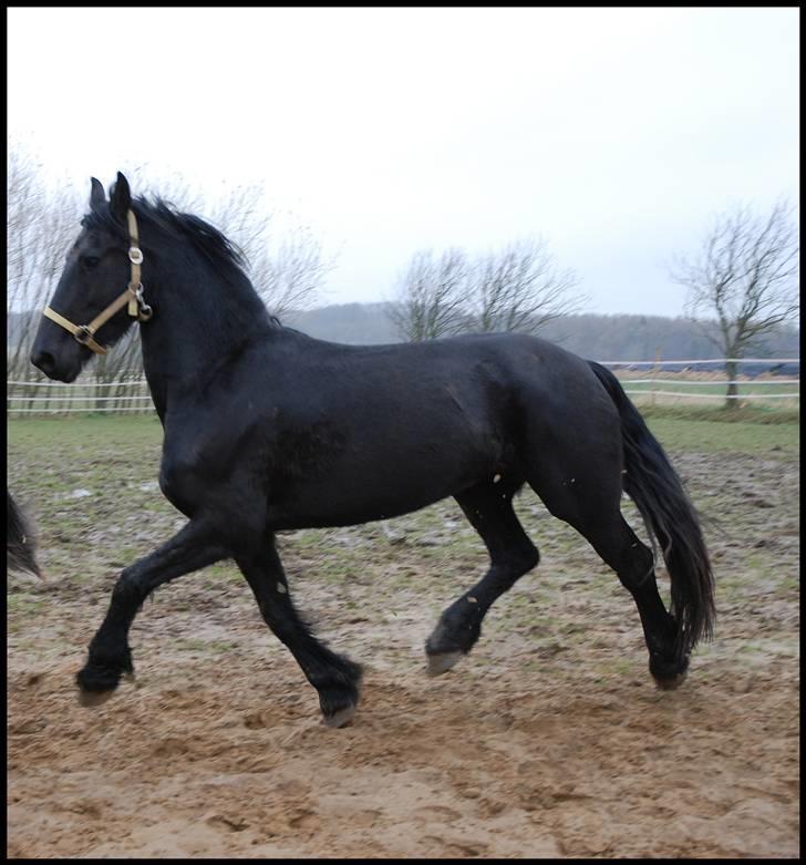 Frieser Berber van Ravensbos billede 12