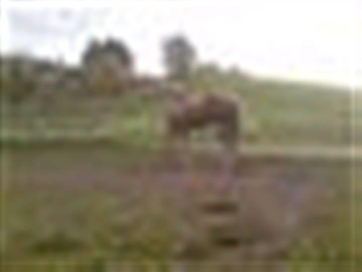 Anden særlig race Smukke Zally billede 6