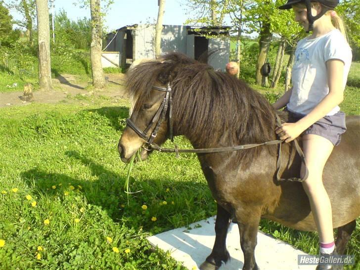Shetlænder tarzan<33 billede 12