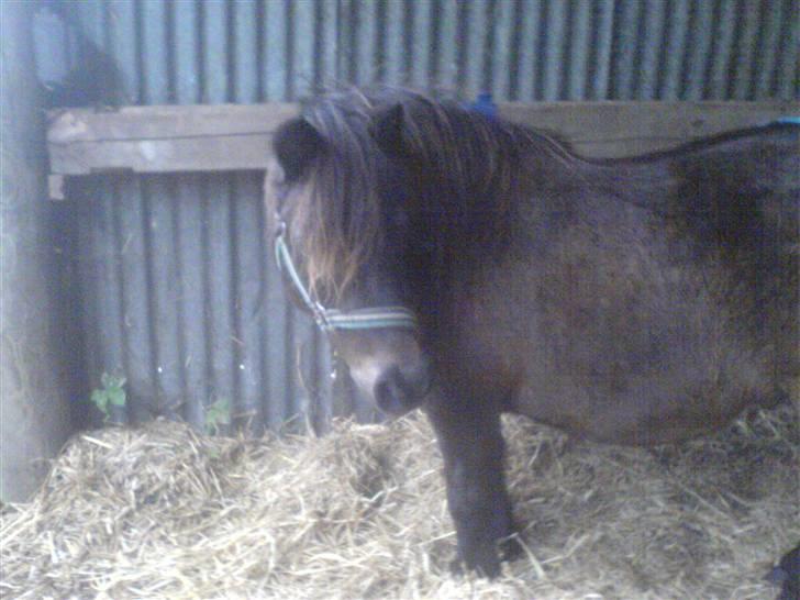 Shetlænder tarzan<33 billede 14