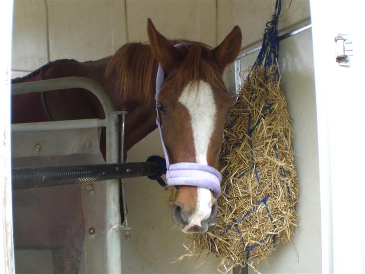 Hollandsk Sportspony Esprit  -  i traileren <´3INGEN AF MINE BILLEDER MÅ BRUGES PÅ ANDRE SIDER ELLER KOPIERES ! billede 18