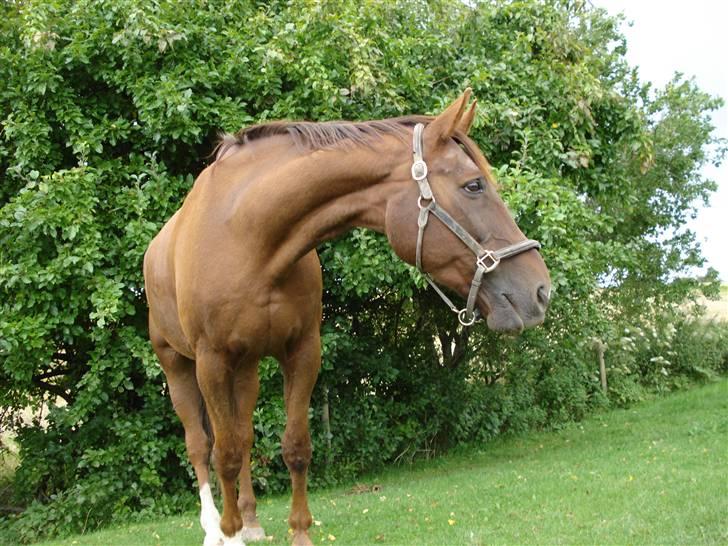 Svensk Varmblod Larkando Monet - er der nogen? (-: billede 5
