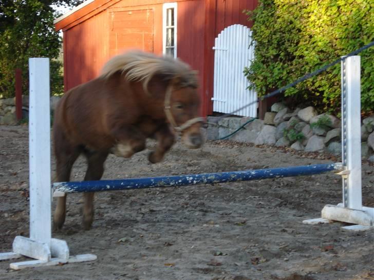 Shetlænder Prins - hvor springer han fint (: billede 12