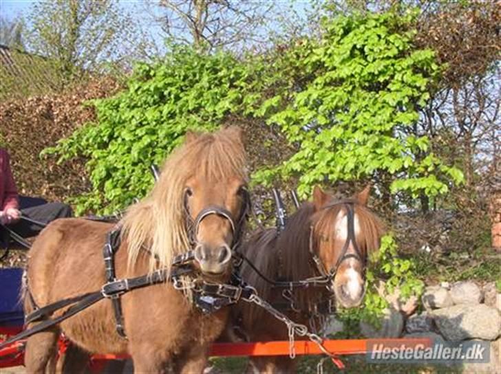 Shetlænder Prins - de to fine foran vogn (: billede 13
