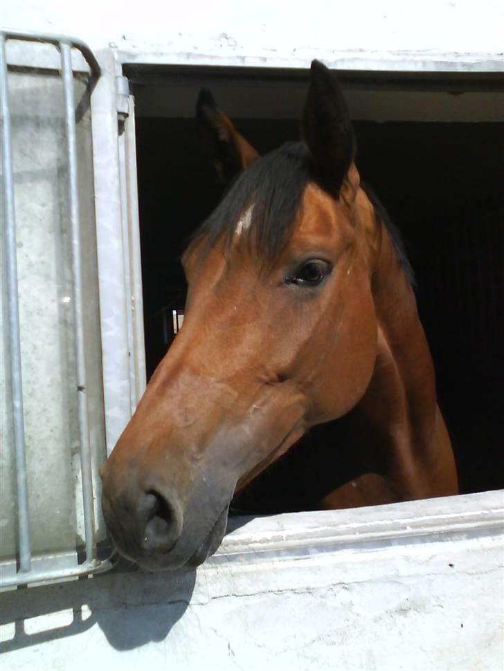 Dansk Varmblod Aurora -min prinsesse- tidligere hest - Nyder solskinnet fra sit vindue:-) billede 2