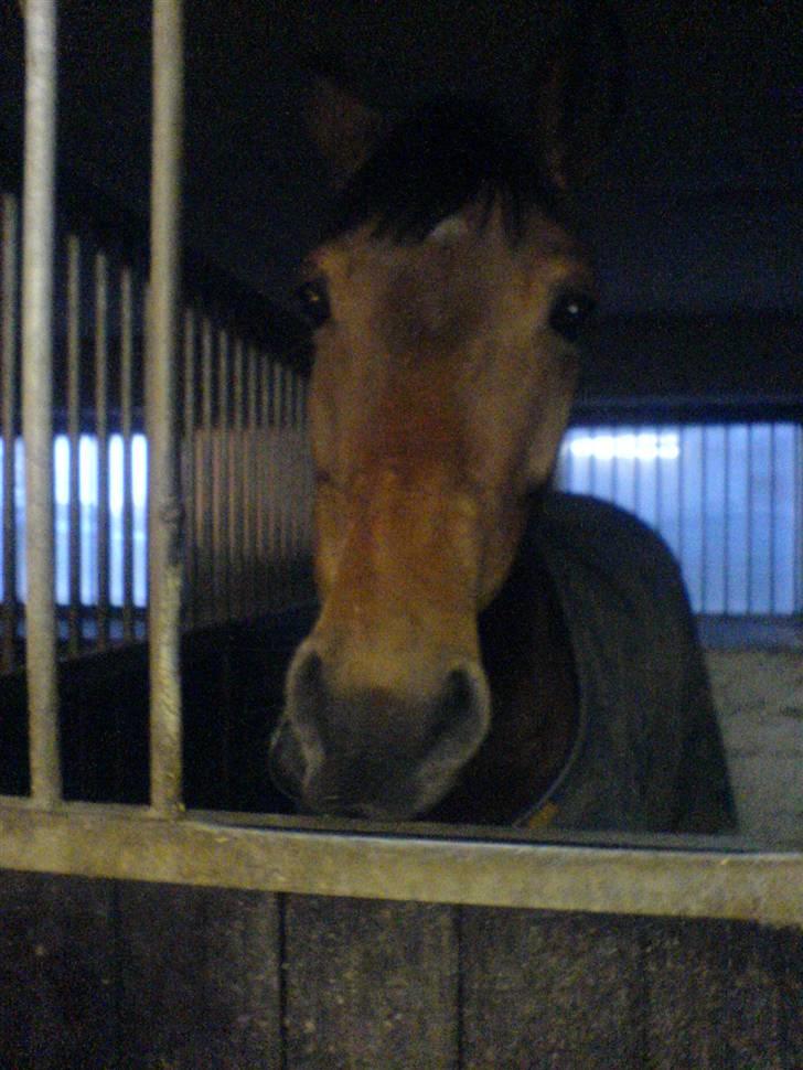 Dansk Varmblod Aurora -min prinsesse- tidligere hest - slapper lige af inden man skal ud og knokle på banen. billede 3