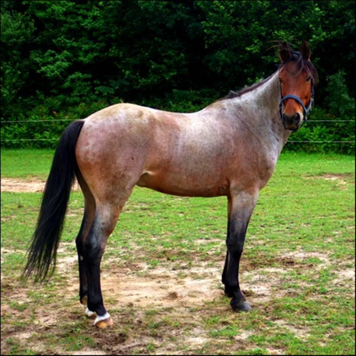 Anden særlig race Dusty  - sommer 2007. foto: mig. billede 20