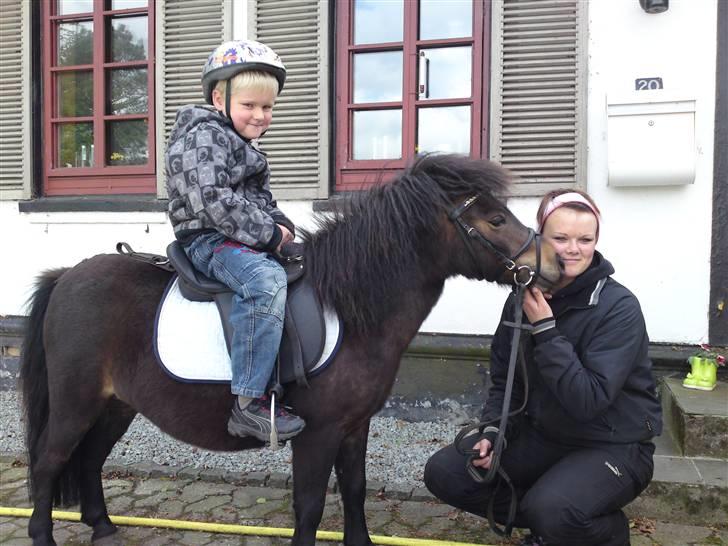 Shetlænder MAX - Min kærestes søn Lucas, får en træk tur på Max. Min datter Camilla står for det. :o) billede 11