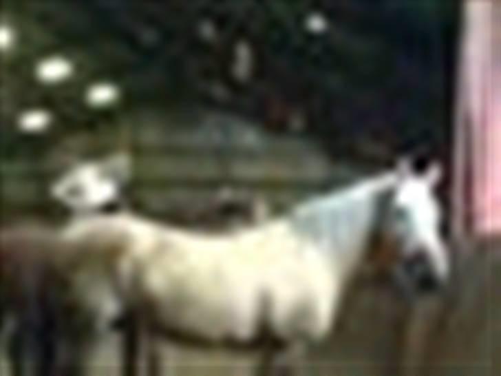 Anden særlig race Smukke Zally billede 7