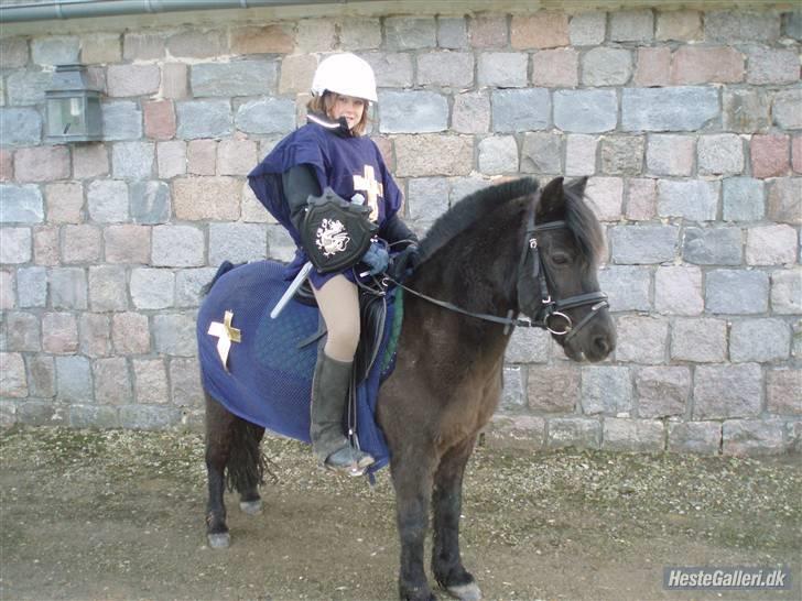 Welsh Mountain (sec A) Tarzan  - mig og tarzan til fastelavn.<33:D | Foto søs<3 billede 10