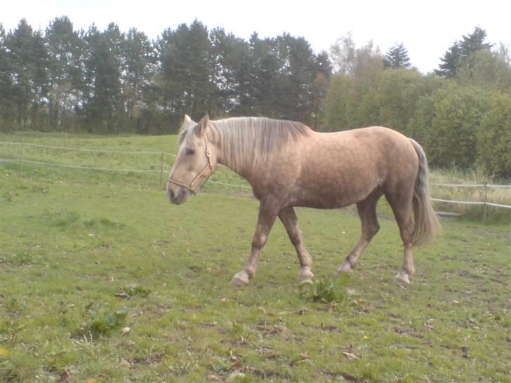 Anden særlig race Smukke Zally billede 8