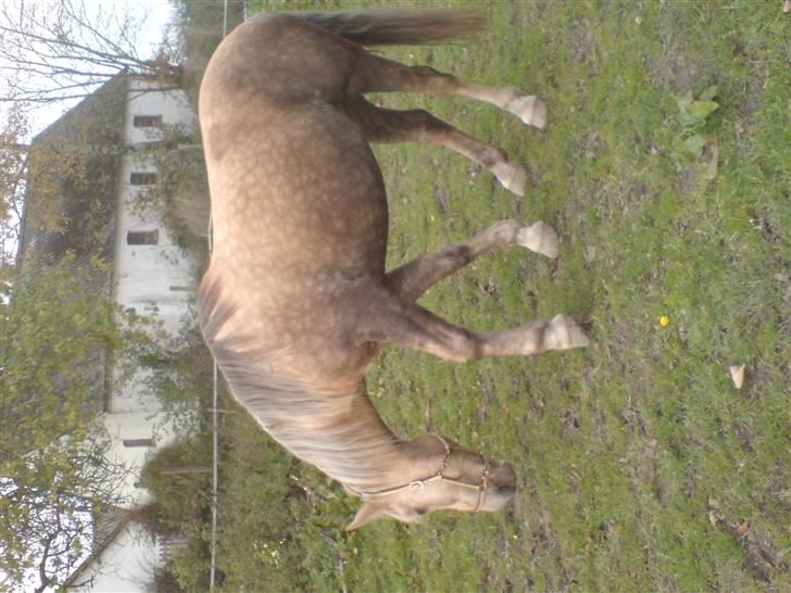 Anden særlig race Smukke Zally billede 9