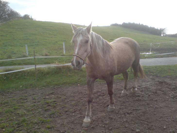 Anden særlig race Smukke Zally billede 10