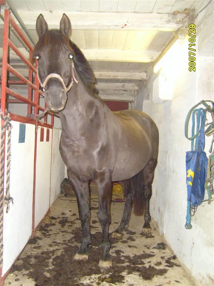 Anden særlig race Litus - Ja så blev den sgi klippet den stakkel :D billede 16