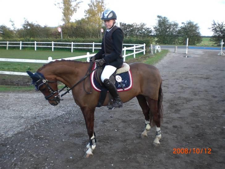 Tysk Sportspony Gipsy  - Velkomme til Gipsy's profil
- Smid gerne en kommentar billede 1