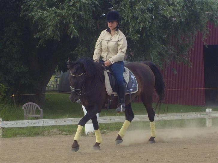Anden særlig race Litus - trænning hjemme billede 17
