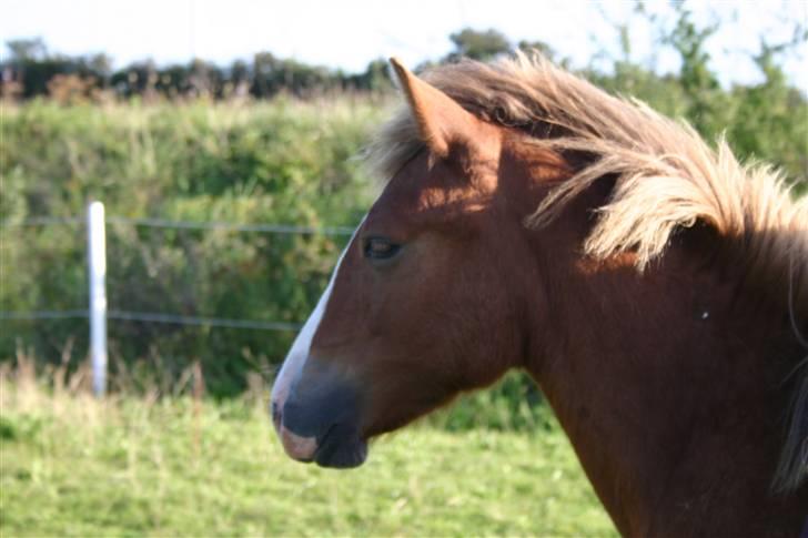 DSP Guldborggaards Remir billede 15