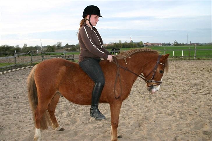 DSP Guldborggaards Remir - Remir under rytter for 5 gang billede 16