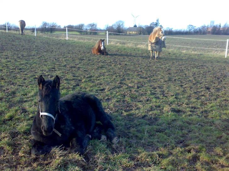 Frieser Zephyr billede 14