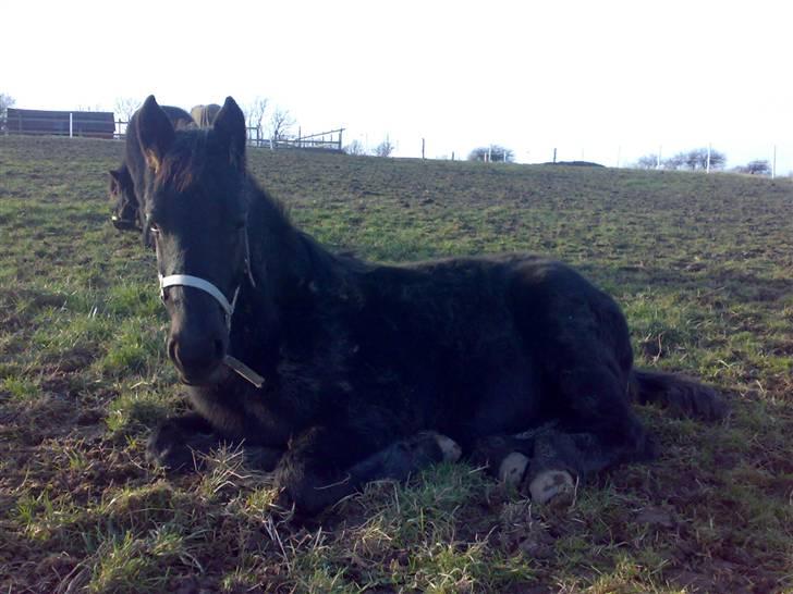 Frieser Zephyr billede 15