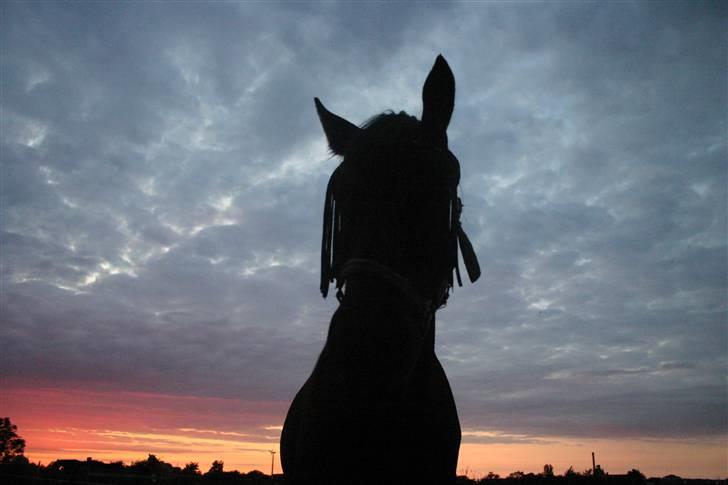 Frieser Zephyr - Zephyr in the twilight :D billede 16