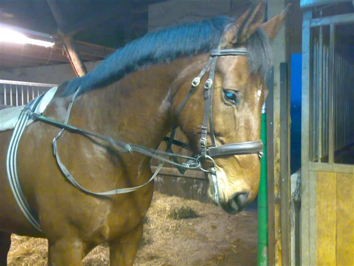Dansk Varmblod Oliver Twist. billede 2