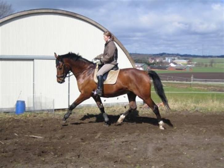 Dansk Varmblod Oliver Twist. billede 4