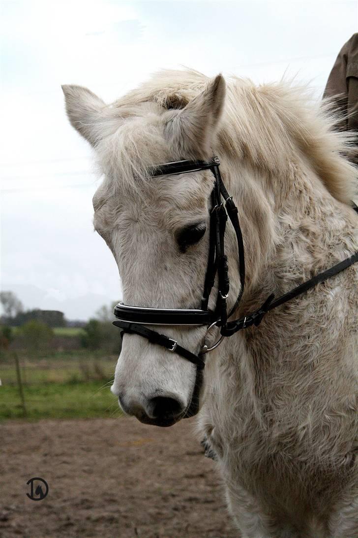 Anden særlig race Belinda  †  R.I.P  † - EFTERÅR billede 9