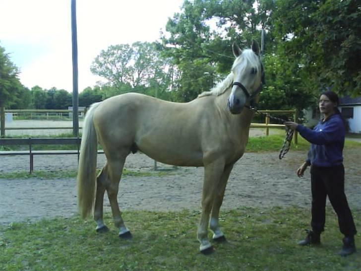 Palomino Marielunds Gold MelodyBoy - Kun lige lidt over 3 år gammel... billede 7