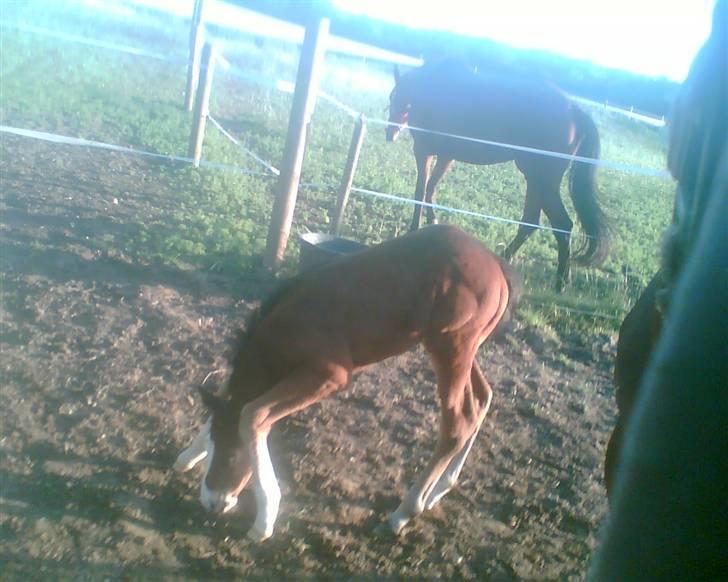 Dansk Varmblod Whitney død :( - jeg kan ikk nå billede 6