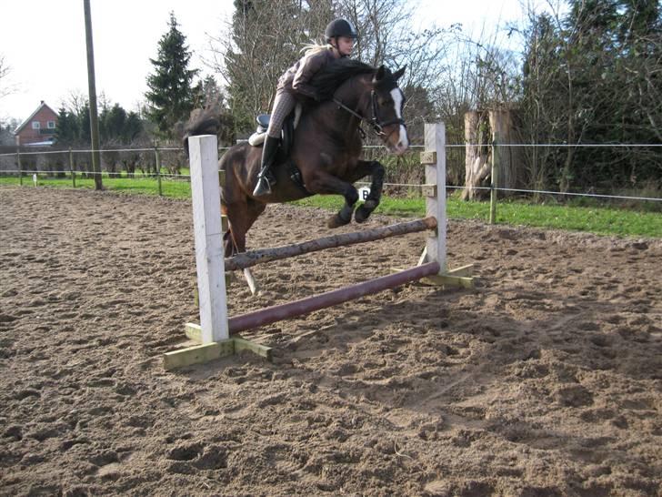 DSP Lintrupgaards FabianSolgt - Wii Spring billede 3